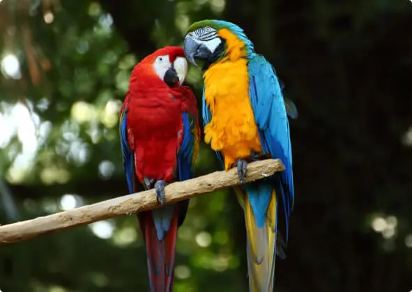 Arara
